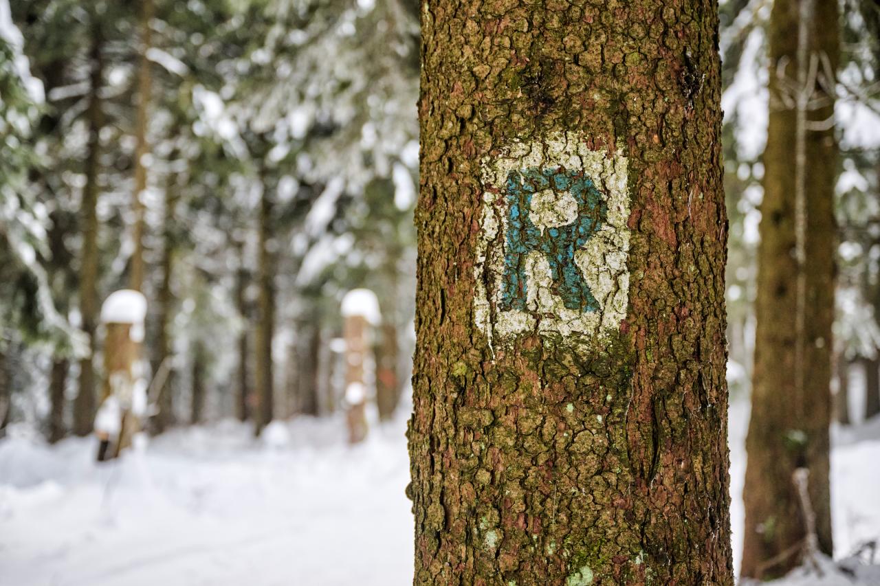 Rennsteig-R an einem Baum im Thüringer Wald.